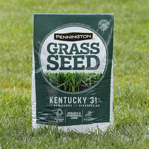 pennington kentucky grass seed|kentucky 31 grass seed lowe's.